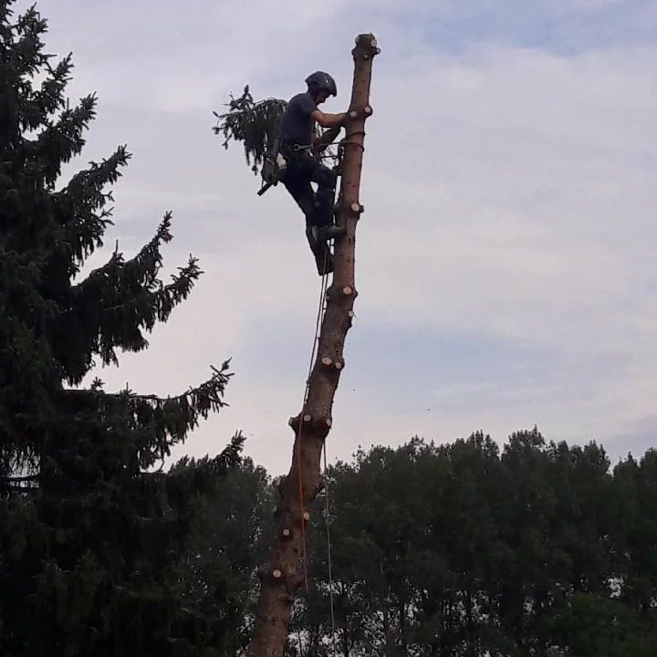 Abattage d'arbres à Meung-sur-Loire