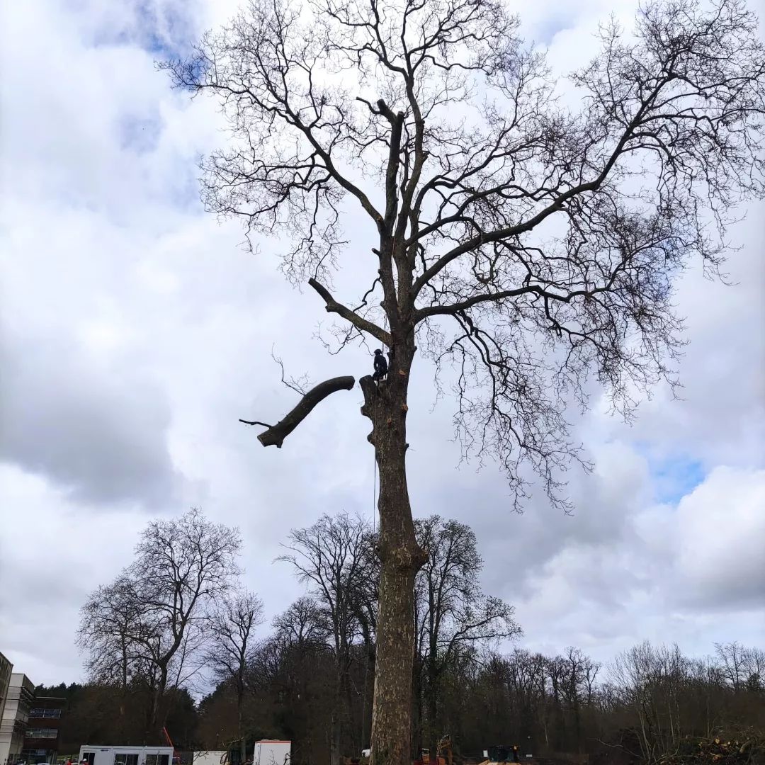 Abattage d'arbres à Meung-sur-Loire