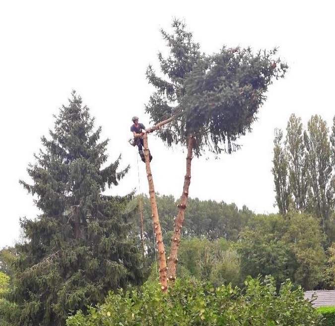 Abattage d'arbre dans le Loiret - V-nature