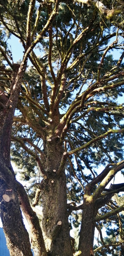 Élagage d'arbres à Meung-sur-Loire