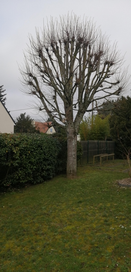 Élagage d'arbres à Meung-sur-Loire