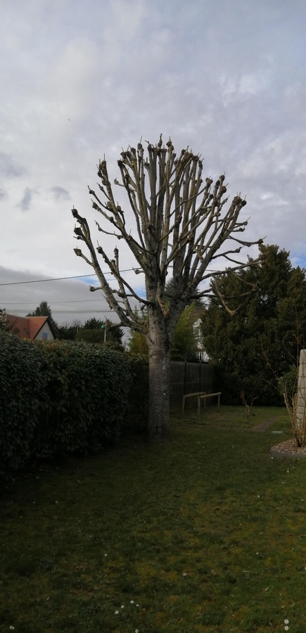Élagage d'arbres à Meung-sur-Loire