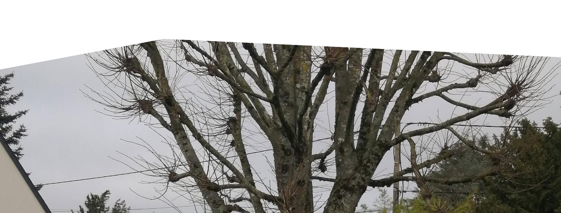 Élagage d'arbres à Meung-sur-Loire