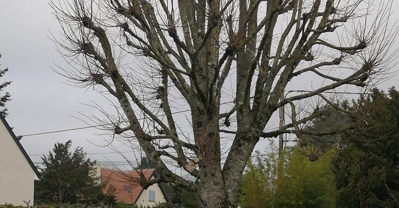 Paysagiste, élagage et aménagement de jardin à Meung-sur-Loire